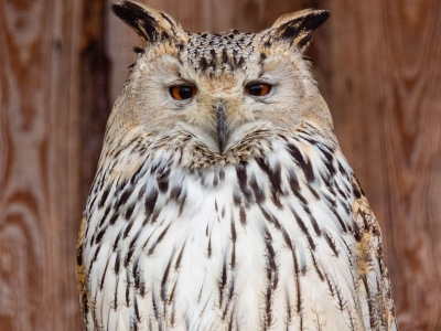Siberische oehoe - De Zonnegloed - Dierenpark - Dieren opvangcentrum - Sanctuary